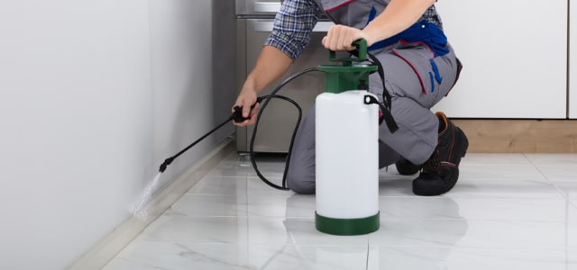 Exterminador de cinches en Oregon